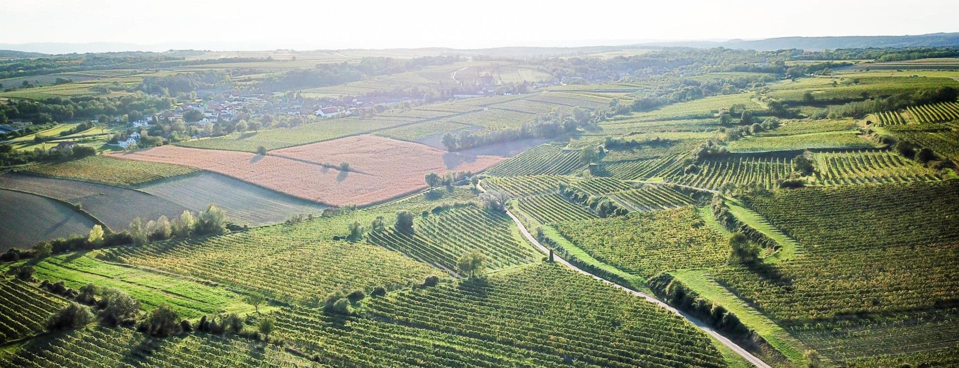 Landschaftsaufnahme Weingärten im Sonnenlicht
